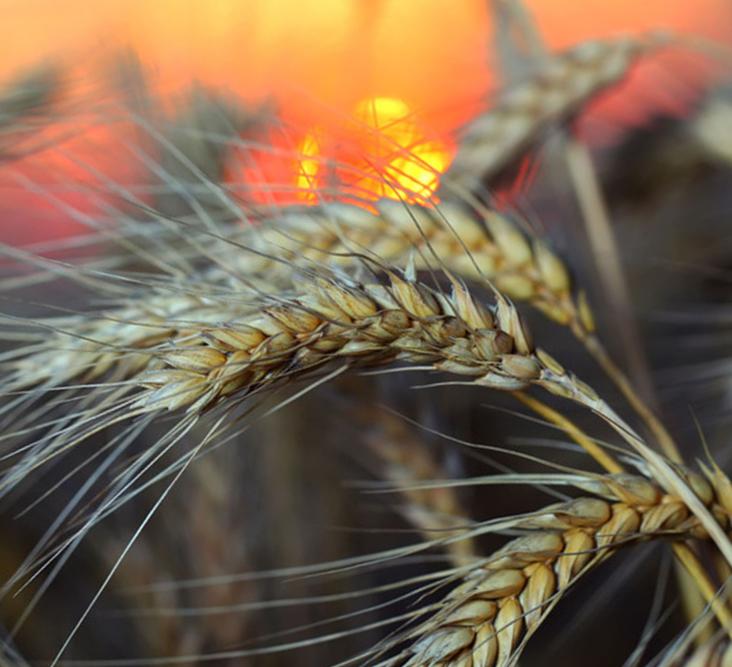 Реферат: Пшеница понятие и условия выращивания